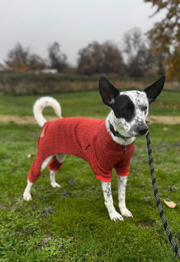 Enlarge Sparky, a Adoptable Cattle Dog in Grants Pass, OR image 5/6