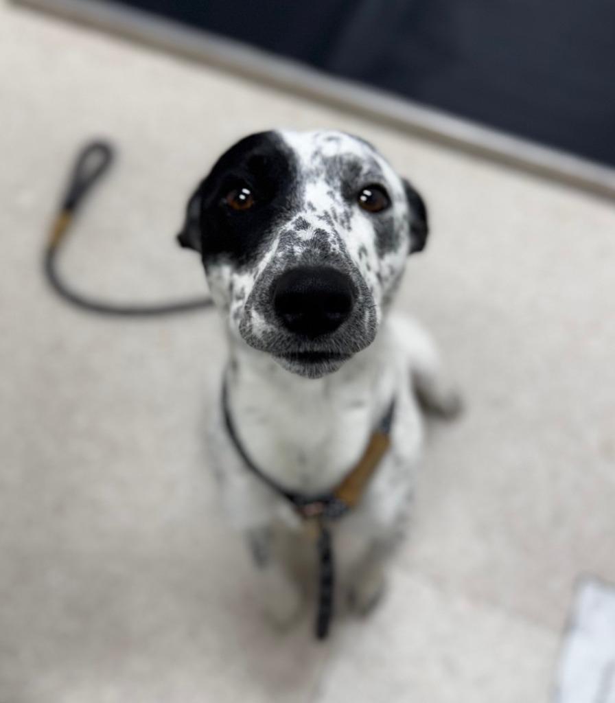 Enlarge Sparky, a Adoptable Cattle Dog in Grants Pass, OR image 6/6