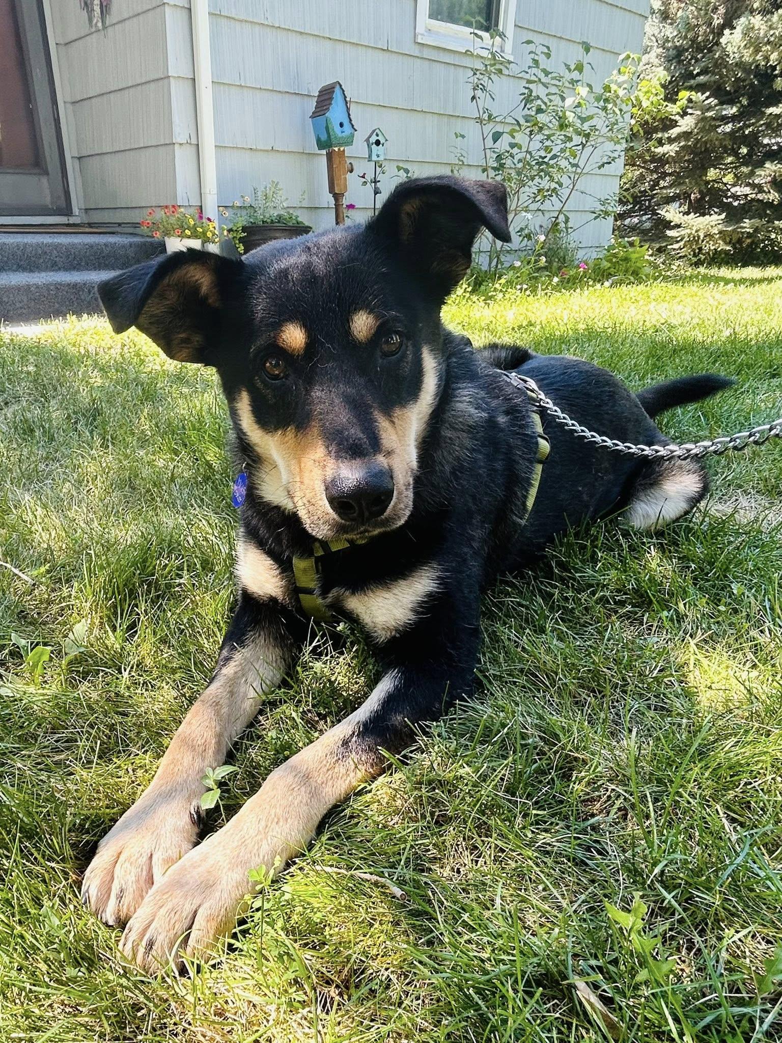 Bear, an adoptable Australian Kelpie in Billings, MT, 59102 | Photo Image 1