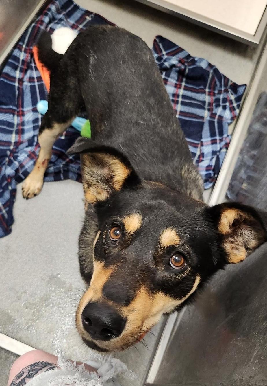 Bear, an adoptable Australian Kelpie in Billings, MT, 59102 | Photo Image 2