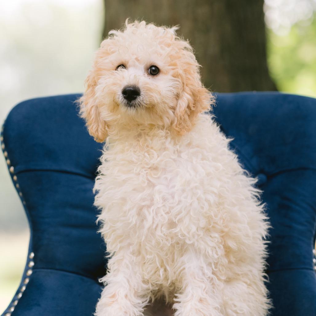 A Smoky Mountain Christmas, Adopted, Puppy Male Bichon Frise & Poodle.