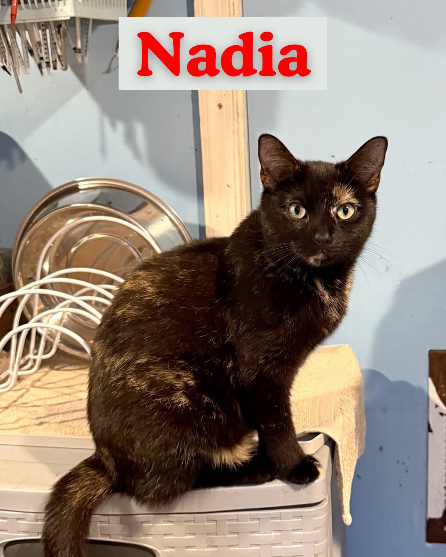 Nadia, Adoptable, Young Female Domestic Short Hair.