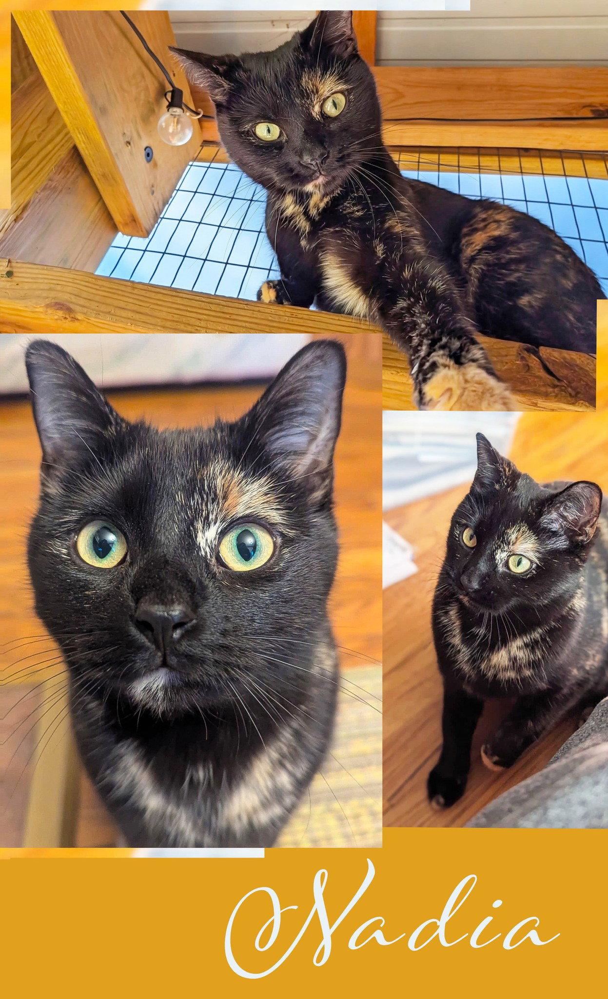 Enlarge Nadia, a Adoptable Domestic Short Hair in Flint Hill, VA image 2/2