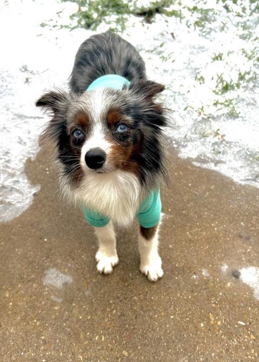 Enlarge Otto (Simpsons), a Adoptable Australian Shepherd in Arlington, TX image 3/6