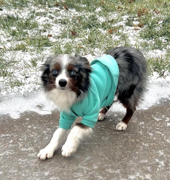 Enlarge Otto (Simpsons), a Adoptable Australian Shepherd in Arlington, TX image 1/6