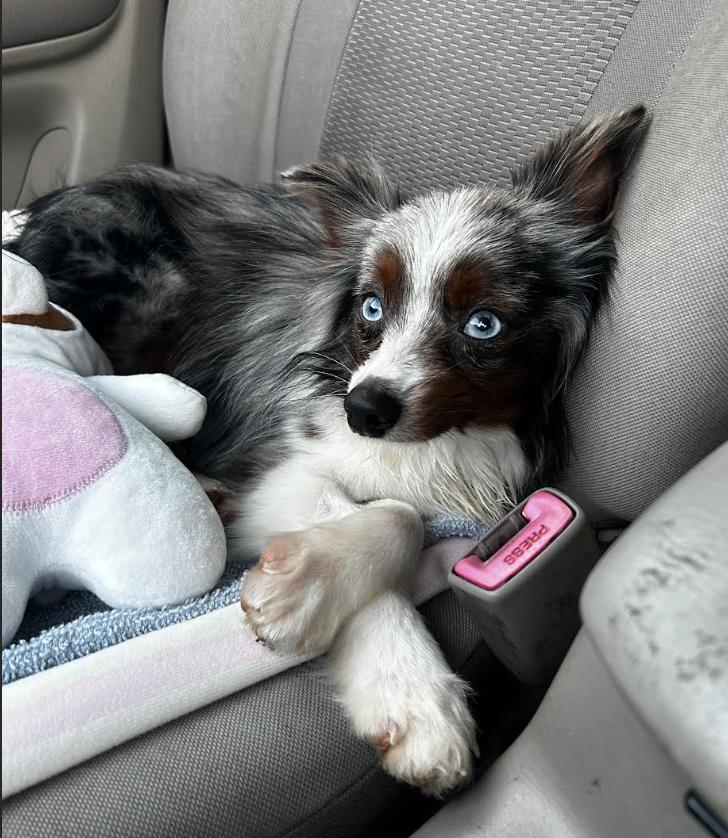 Otto (Simpsons), Adoptable, Young Male Australian Shepherd.