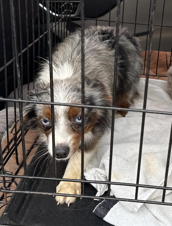 Enlarge Otto (Simpsons), a Adoptable Australian Shepherd in Arlington, TX image 3/6