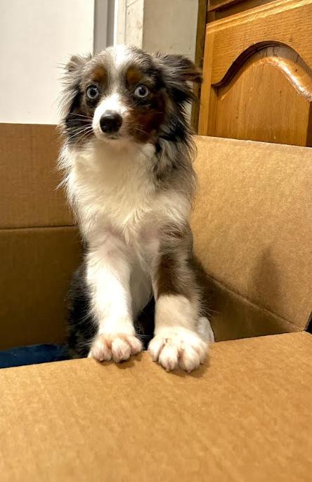 Enlarge Otto (Simpsons), a Adoptable Australian Shepherd in Arlington, TX image 4/6