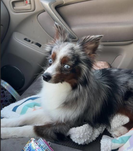 Enlarge Otto (Simpsons), a Adoptable Australian Shepherd in Arlington, TX image 5/6