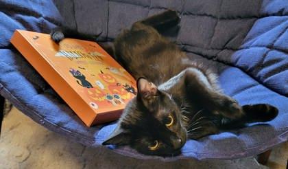 Shadow, Adoptable, Young Female Domestic Short Hair & Domestic Short Hair.