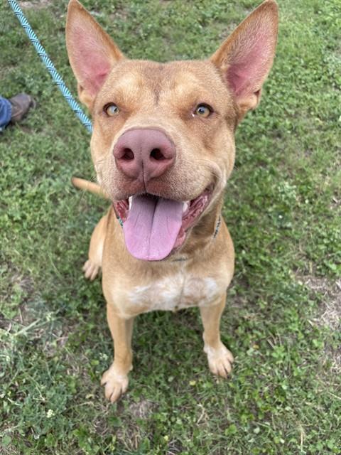 SUGAR BEAR, Adoptable, Young Male Pit Bull Terrier & Mixed Breed.