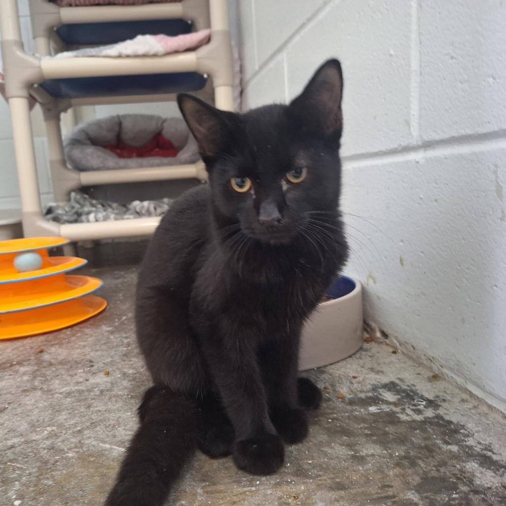 Saffron, a Adoptable Domestic Short Hair in Albert Lea, MN image 1/2