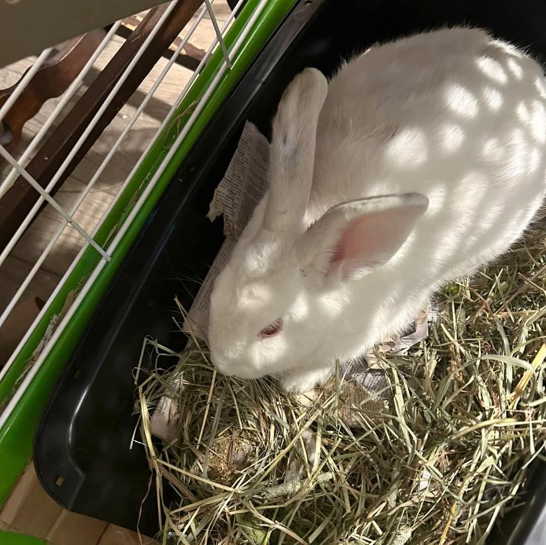 Cool Whip, a Adoptable mixed breed in Paradis, LA image 5/5