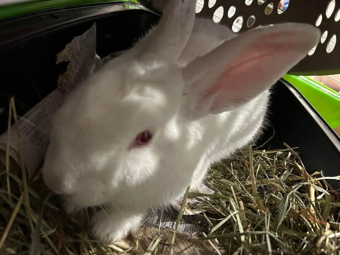 Cool Whip, a Adoptable mixed breed in Paradis, LA image 4/5