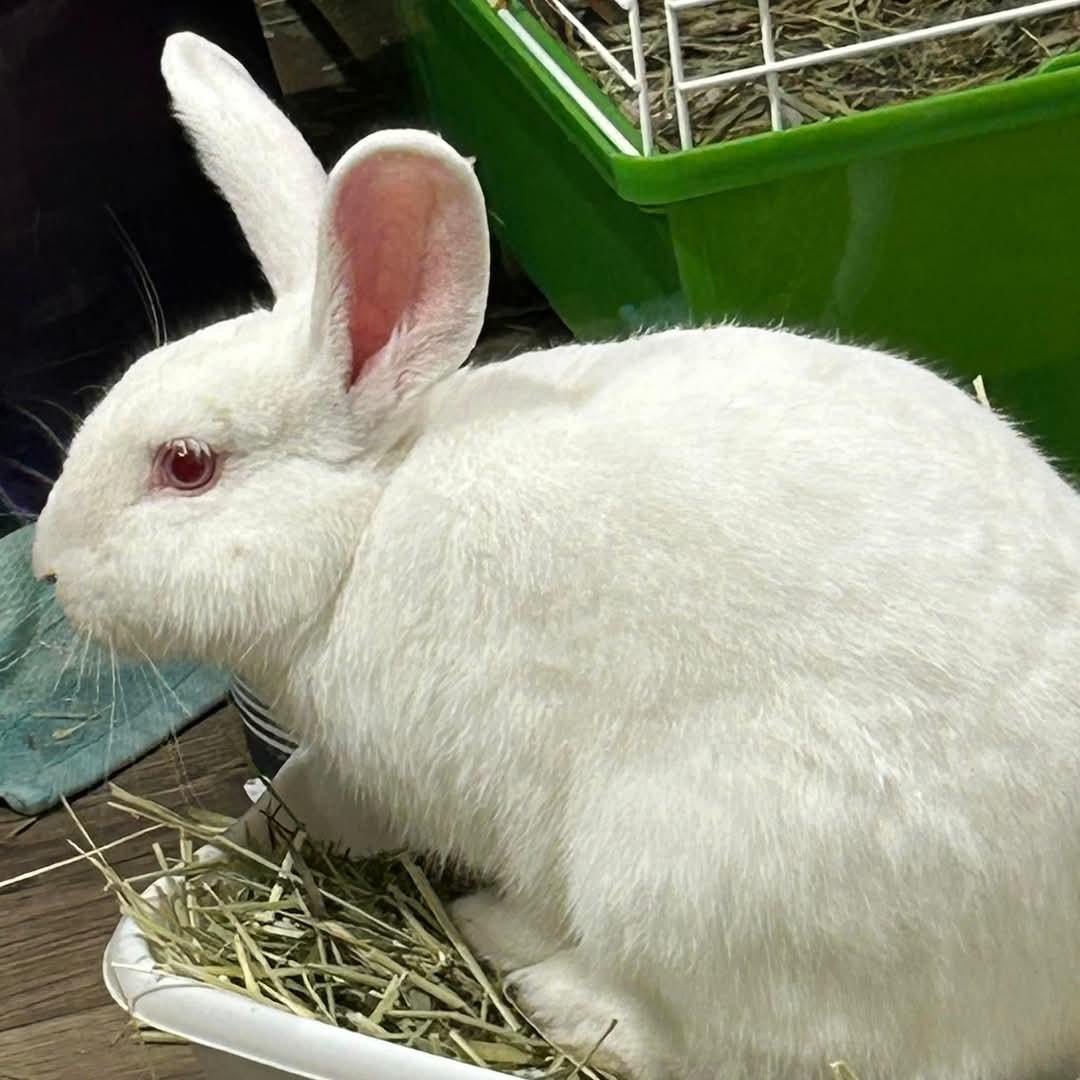 Cool Whip, a Adoptable mixed breed in Paradis, LA image 1/5