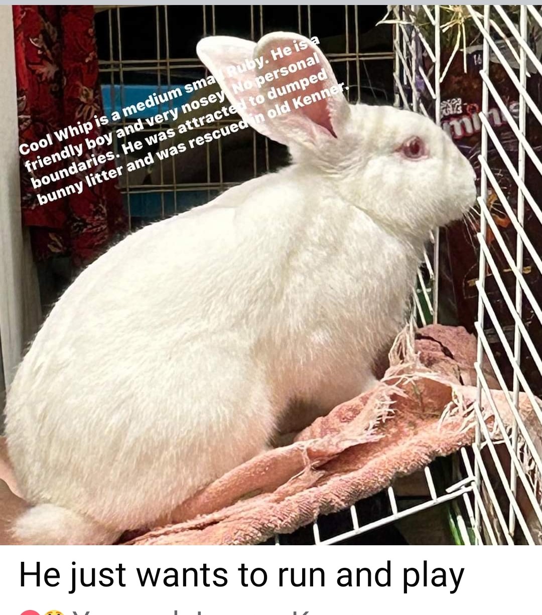 Cool Whip, a Adoptable mixed breed in Paradis, LA image 3/5