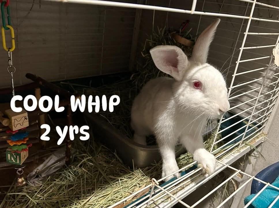 Cool Whip, a Adoptable mixed breed in Paradis, LA image 2/5