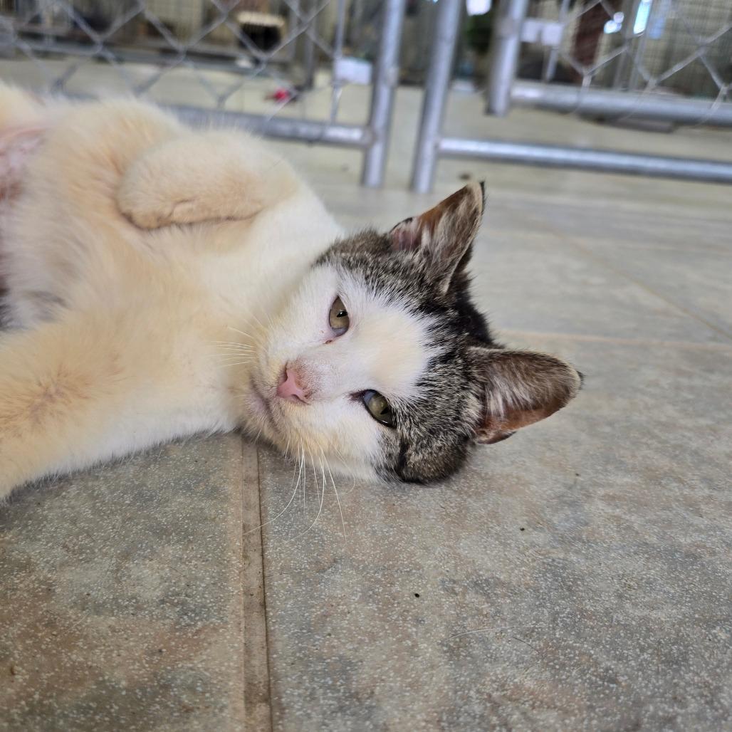 Salami, a Adoptable Domestic Short Hair in East Smithfield , PA image 1/6