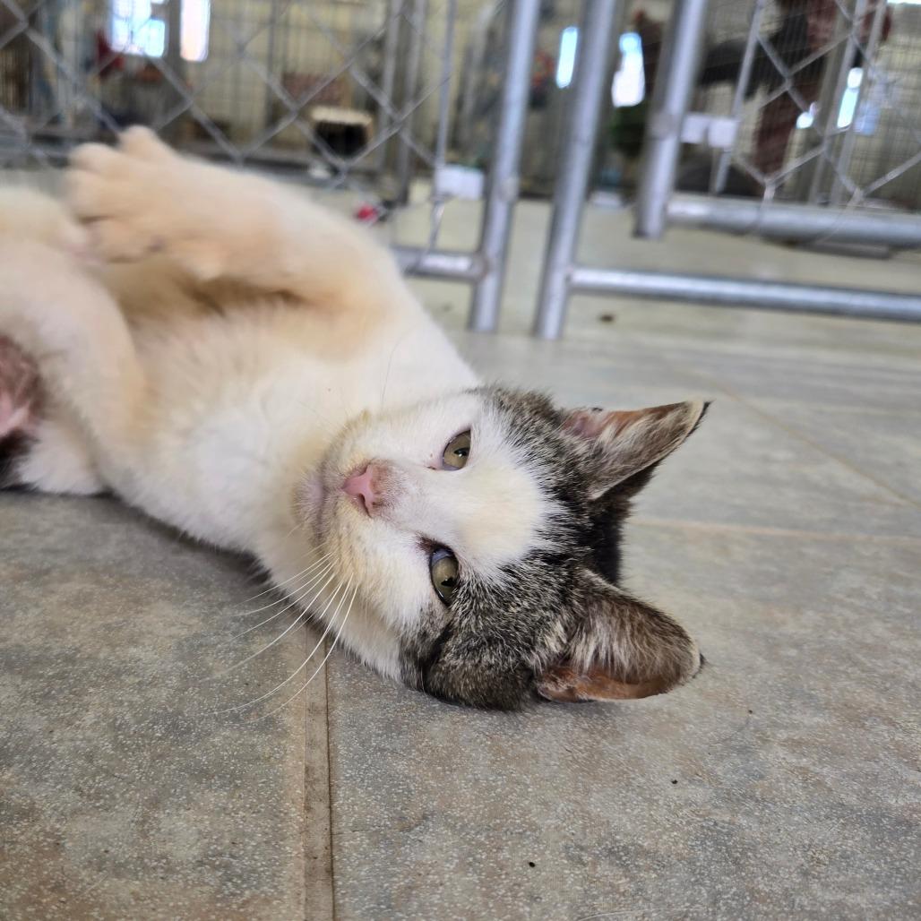 Salami, a Adoptable Domestic Short Hair in East Smithfield , PA image 2/6