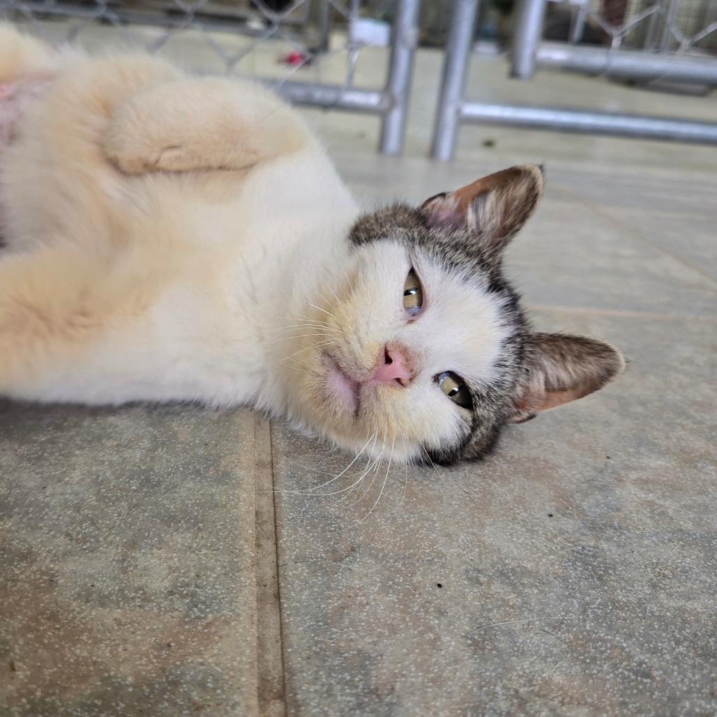 Salami, a Adoptable Domestic Short Hair in East Smithfield , PA image 3/6