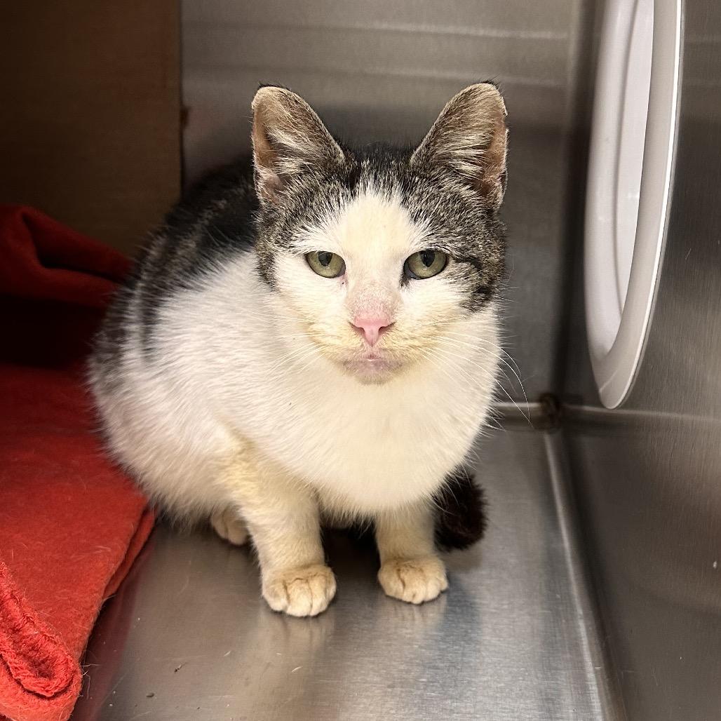 Salami, a Adoptable Domestic Short Hair in East Smithfield , PA image 4/6