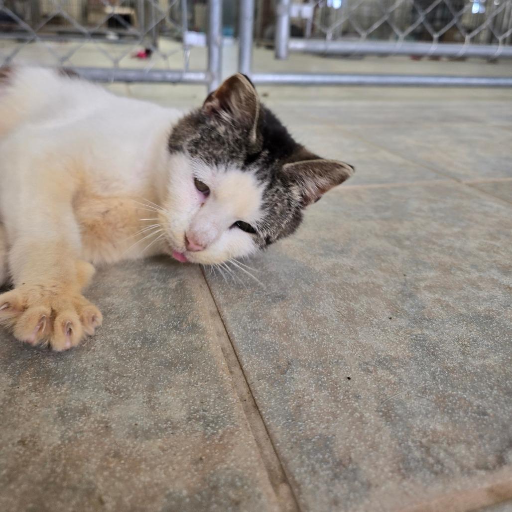Salami, a Adoptable Domestic Short Hair in East Smithfield , PA image 5/6