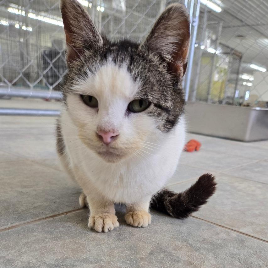 Salami, a Adoptable Domestic Short Hair in East Smithfield , PA image 6/6