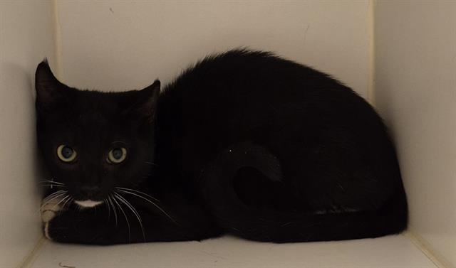FERN, Adoptable, Kitten Female Domestic Short Hair.