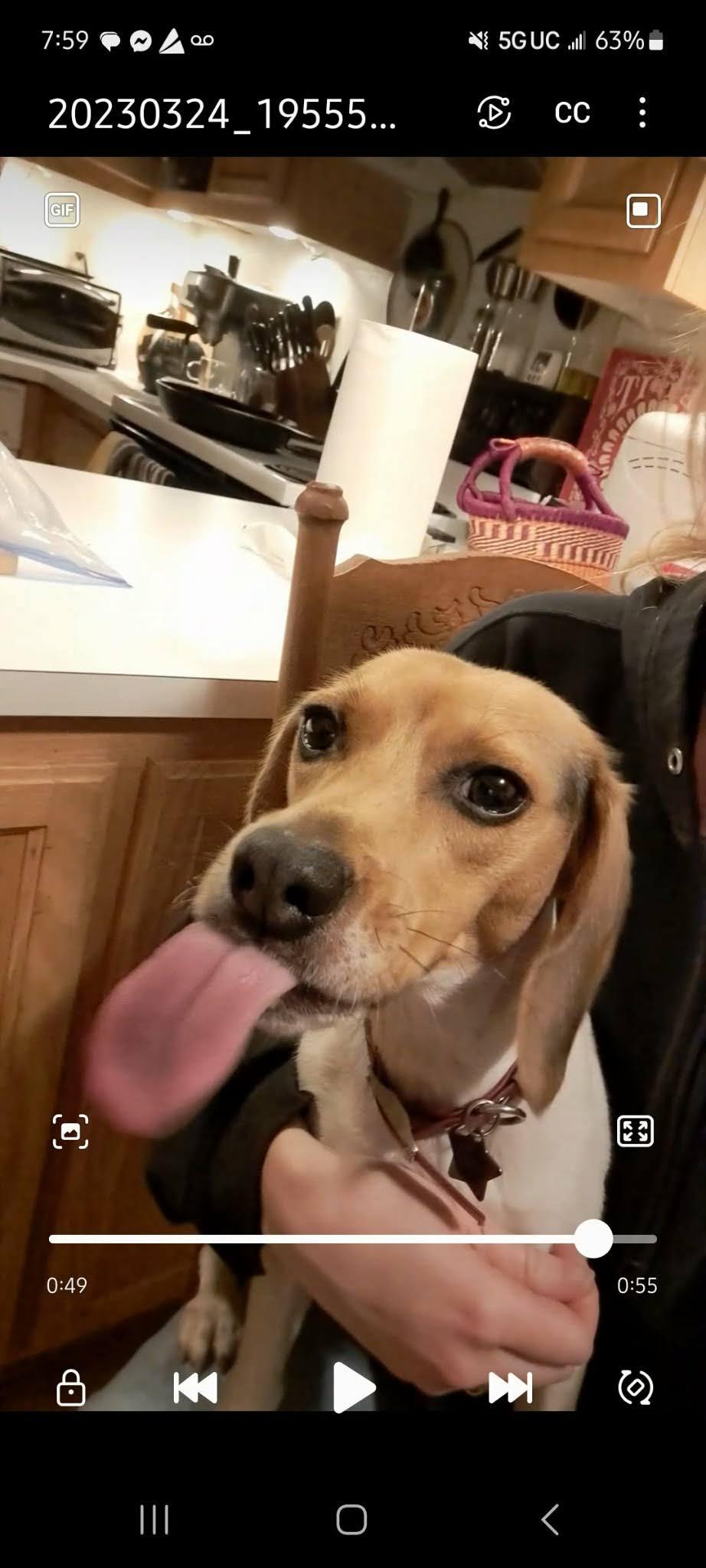 Enlarge Shiloh, an adopted Beagle in Portland, OR image 4/6