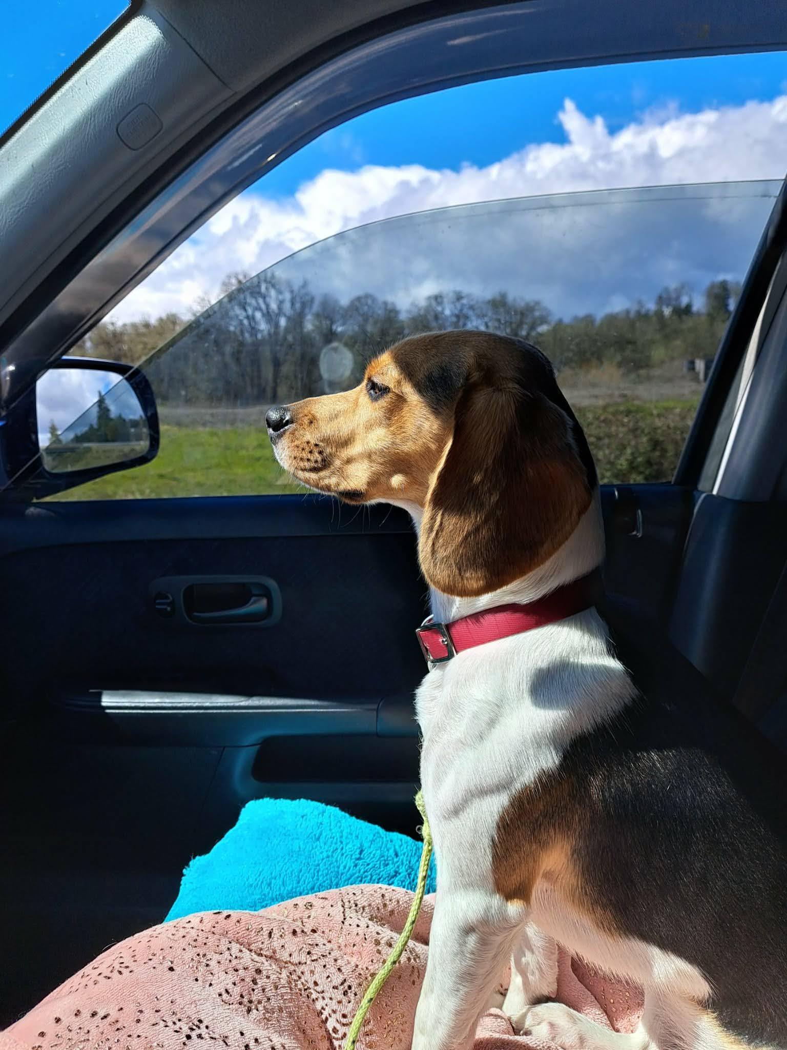 Enlarge Shiloh, an adopted Beagle in Portland, OR image 5/6