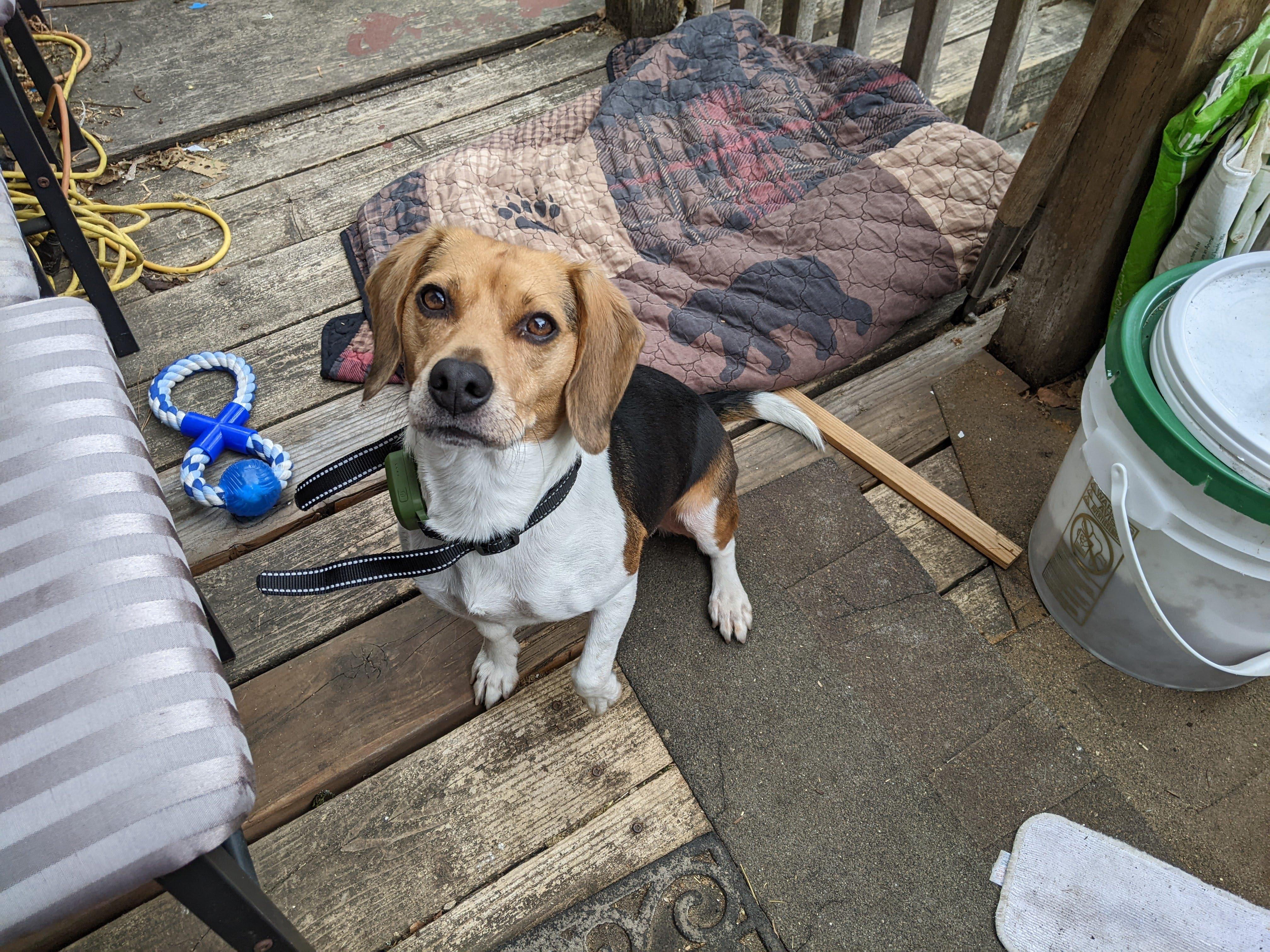 Enlarge Shiloh, an adopted Beagle in Portland, OR image 2/6