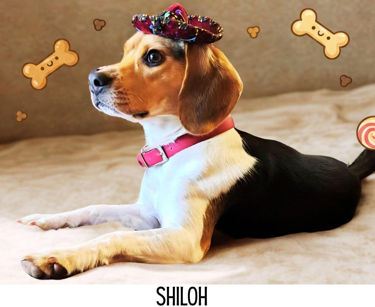 Enlarge Shiloh, an adopted Beagle in Portland, OR image 1/6