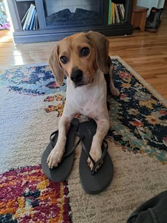 Enlarge Shiloh, an adopted Beagle in Portland, OR image 3/6