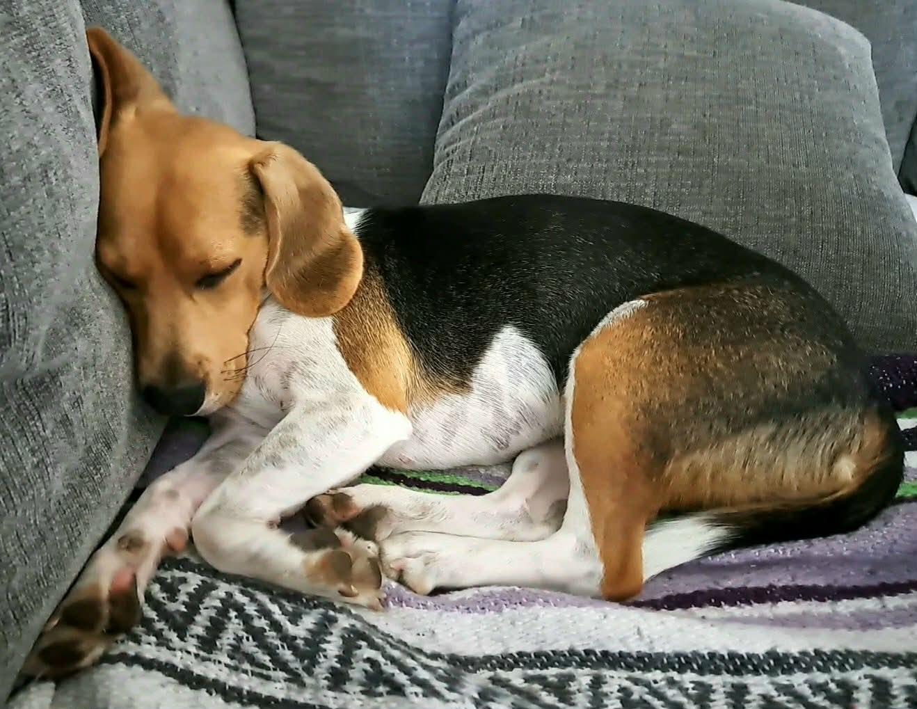 Enlarge Shiloh, an adopted Beagle in Portland, OR image 6/6