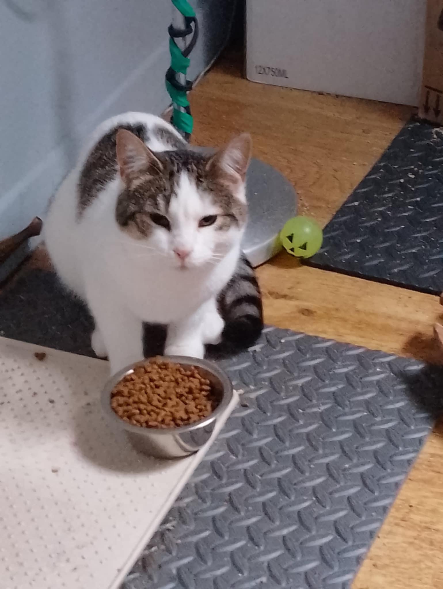 Enlarge Payton, a ADOPTABLE Domestic Short Hair in Spencerville, ON image 2/4