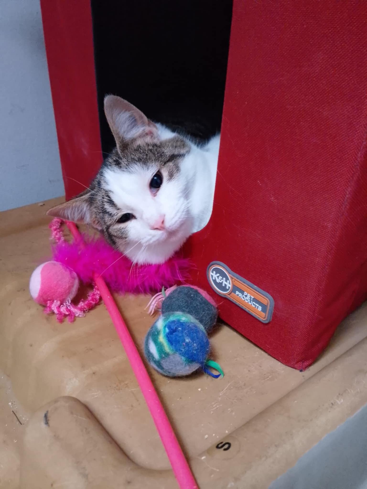 Enlarge Payton, a ADOPTABLE Domestic Short Hair in Spencerville, ON image 3/4