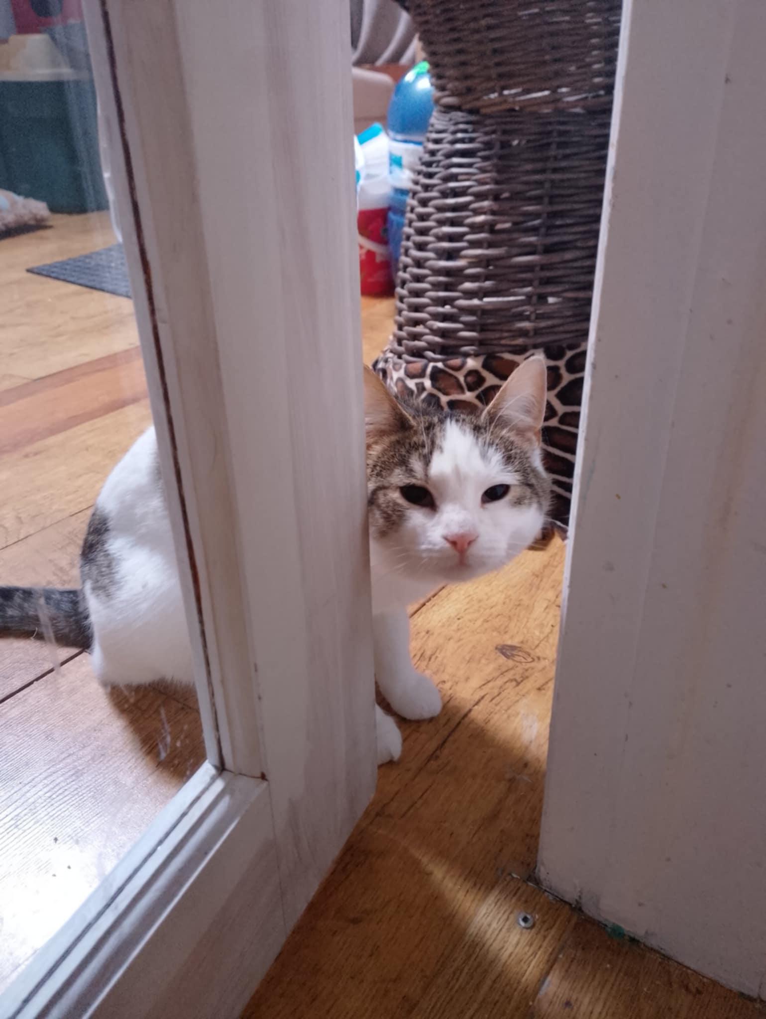 Payton, ADOPTABLE, Young Female Domestic Short Hair.