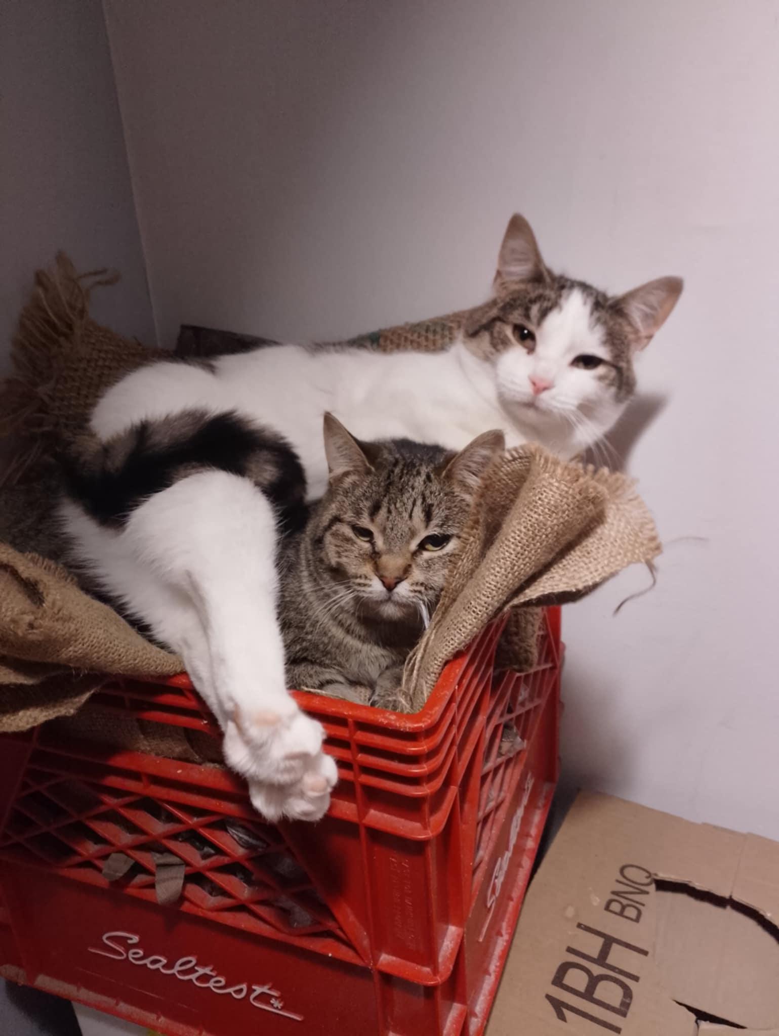 Enlarge Payton, a ADOPTABLE Domestic Short Hair in Spencerville, ON image 4/4