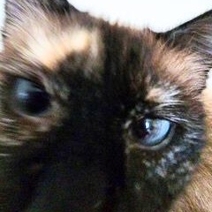 Molly, an adopted mixed breed in Benicia, CA image 5/5