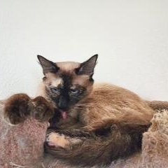 Molly, an adopted mixed breed in Benicia, CA image 3/5