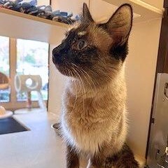 Molly, an adopted mixed breed in Benicia, CA image 4/5