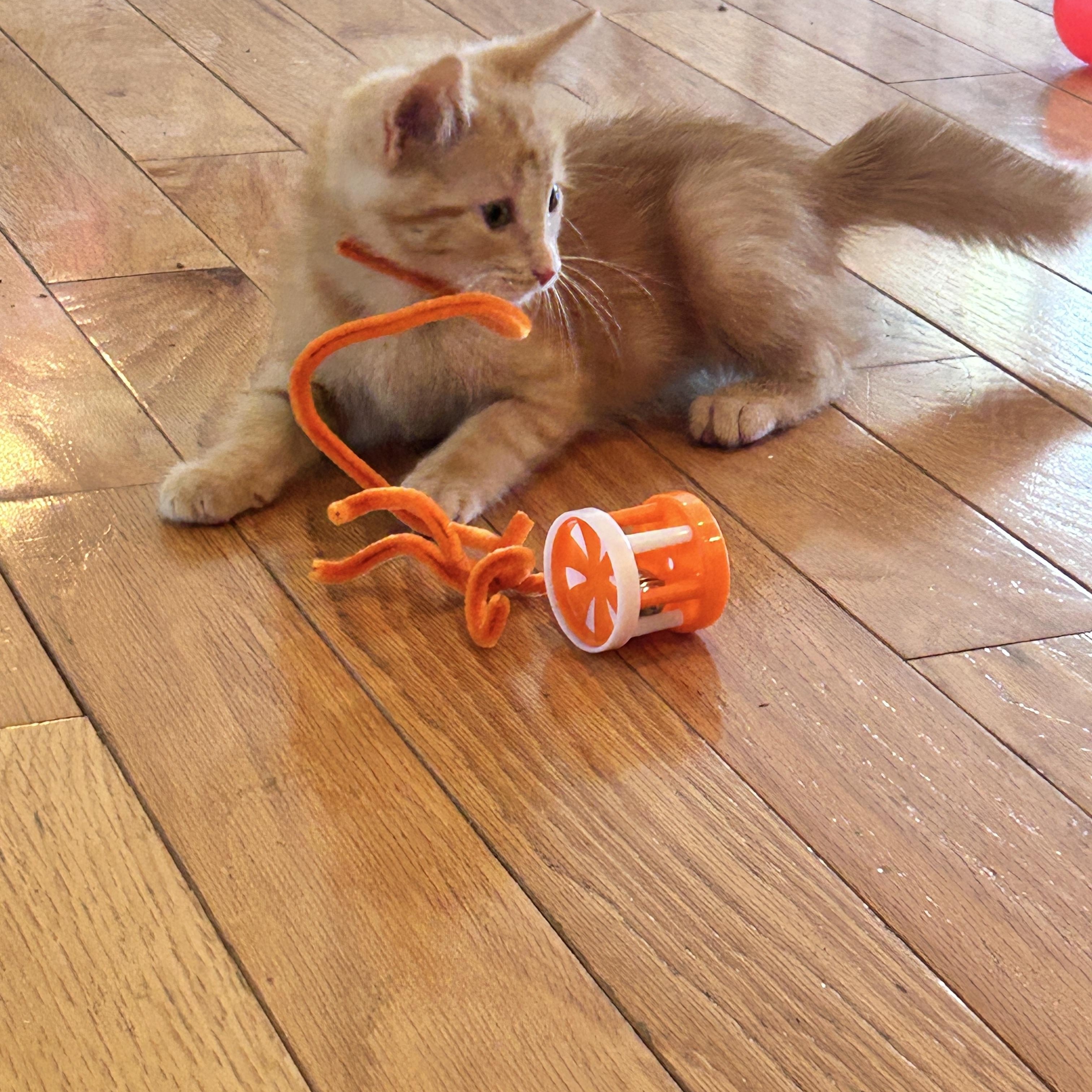 Enlarge Rocky, a Adopted Domestic Medium Hair in Saginaw, MI image 3/5