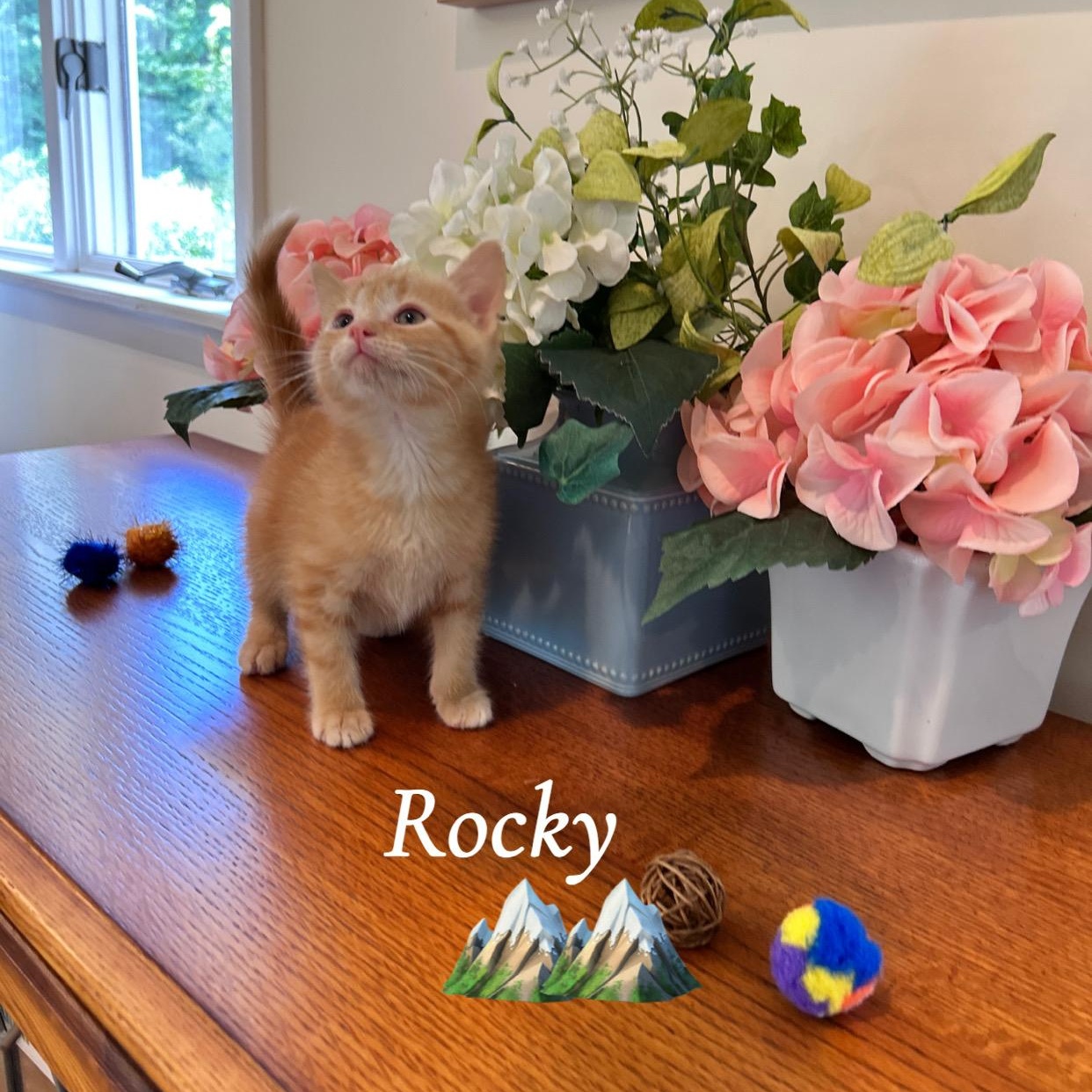 Enlarge Rocky, a Adopted Domestic Medium Hair in Saginaw, MI image 1/5
