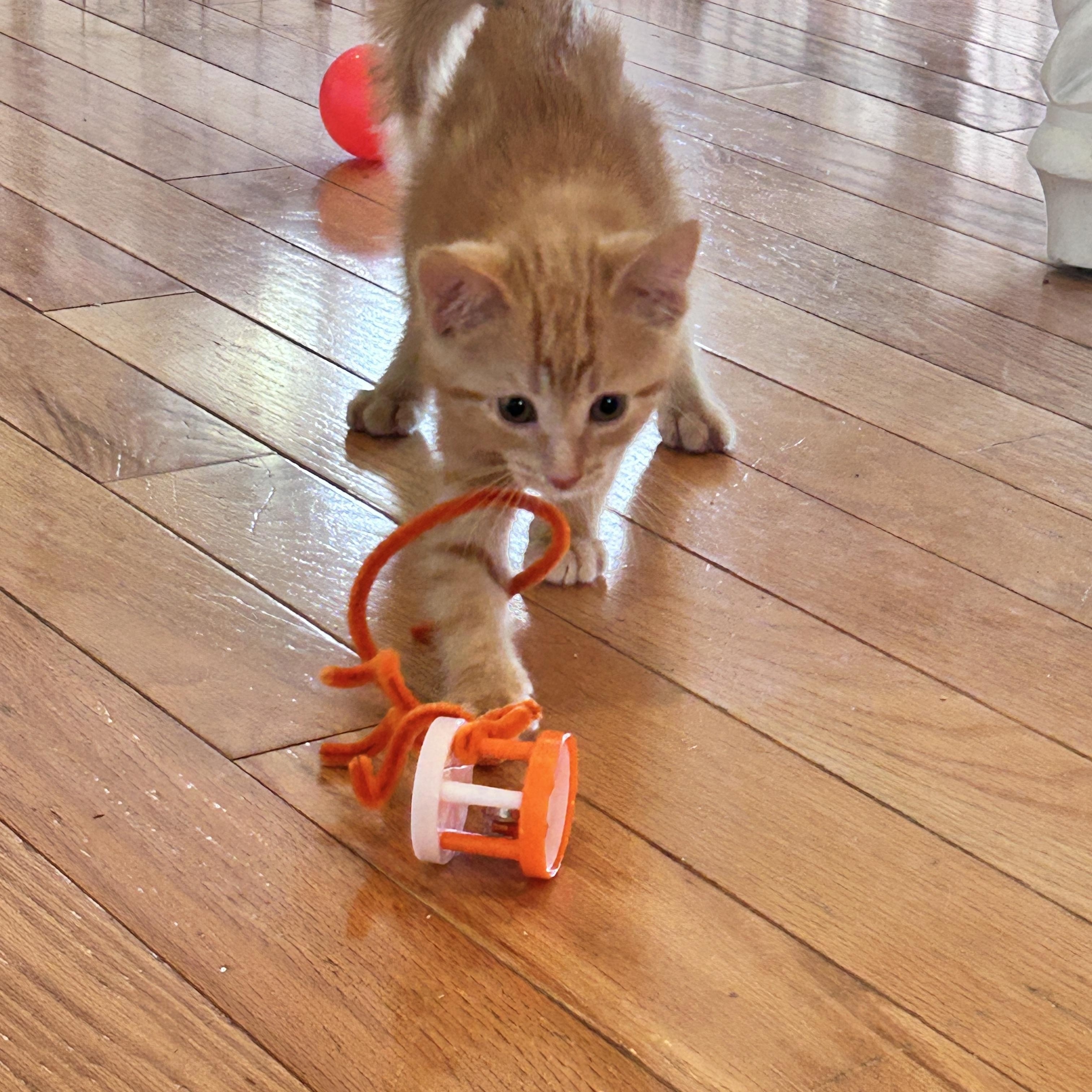 Enlarge Rocky, a Adopted Domestic Medium Hair in Saginaw, MI image 2/5