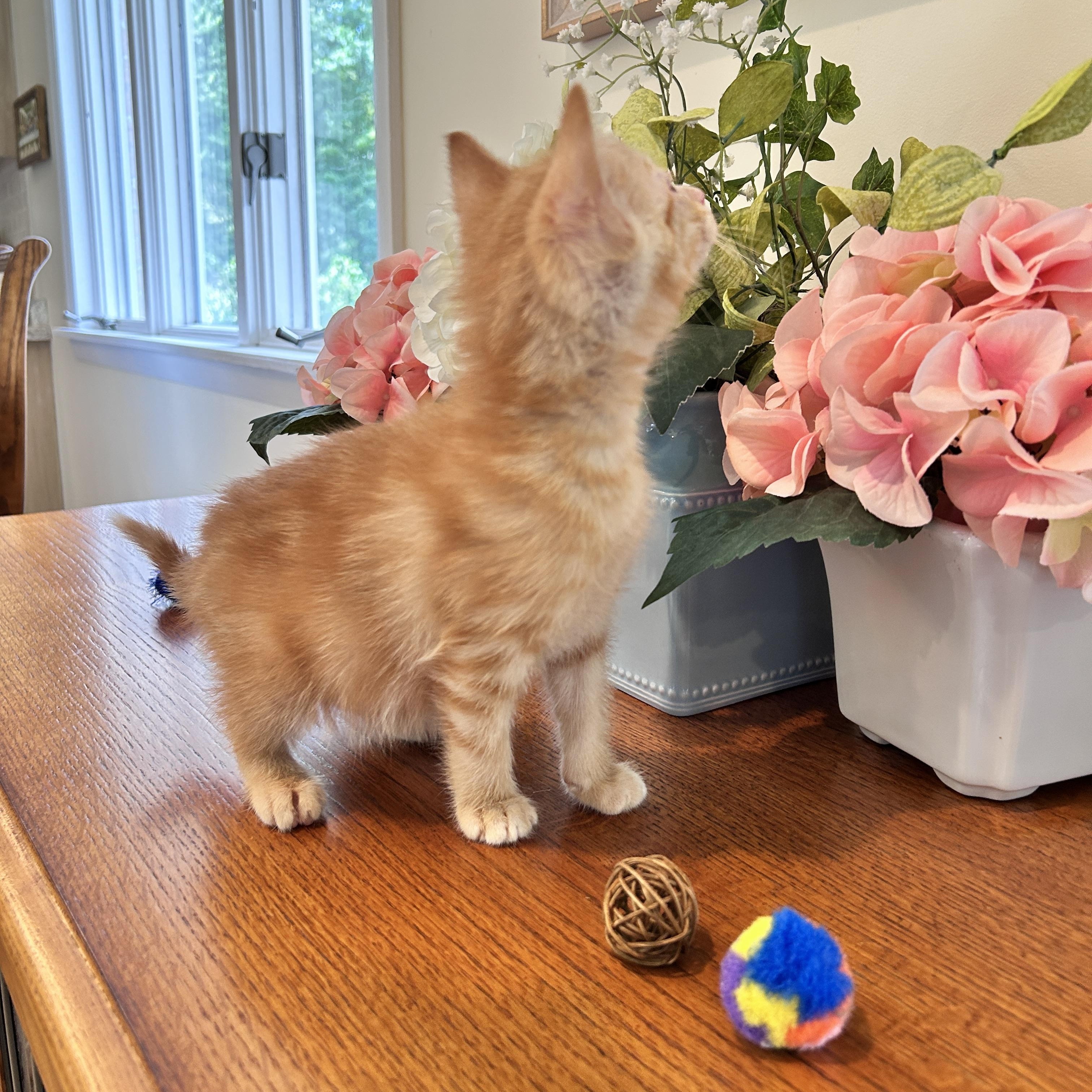 Enlarge Rocky, a Adopted Domestic Medium Hair in Saginaw, MI image 5/5