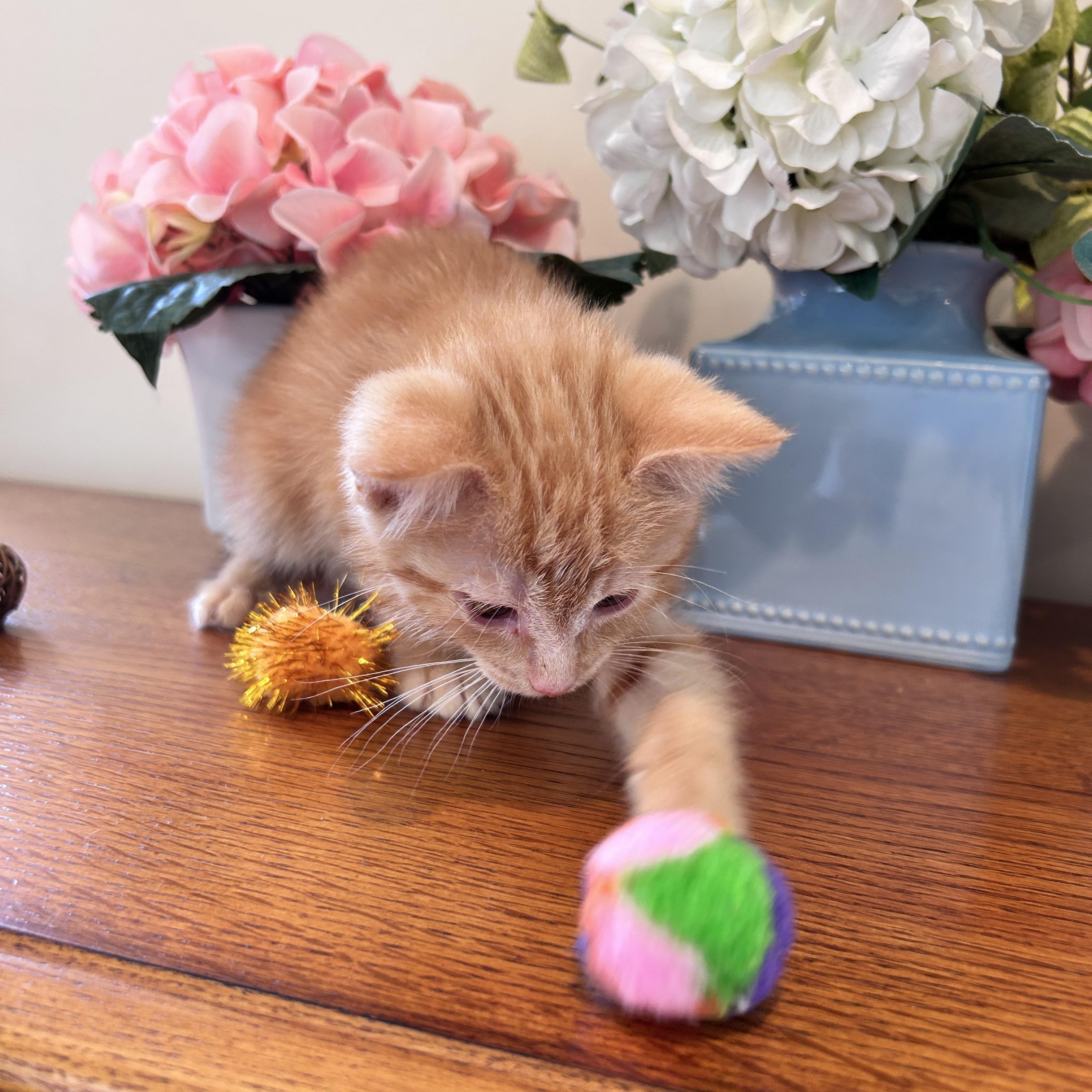 Enlarge Rocky, a Adopted Domestic Medium Hair in Saginaw, MI image 4/5