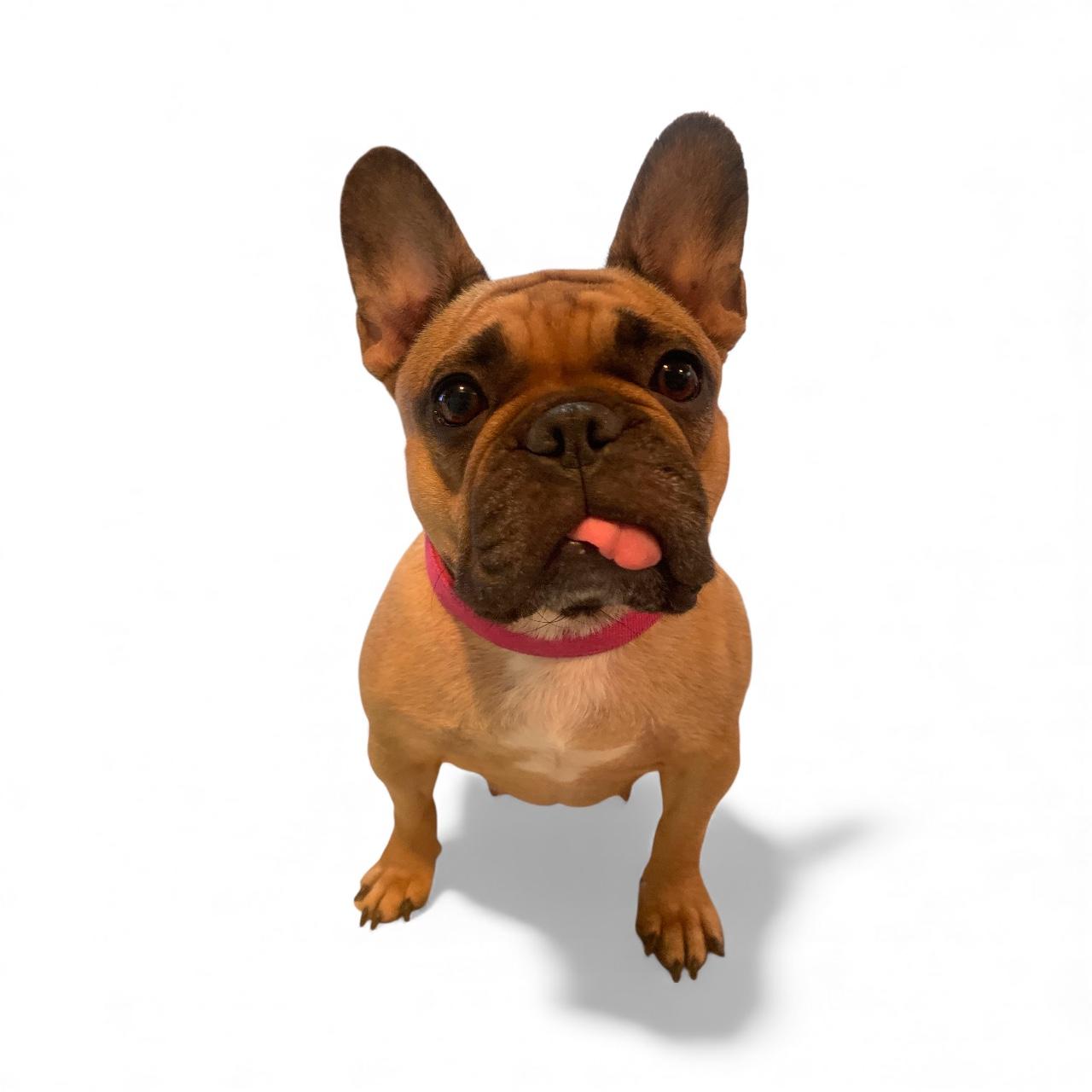 Ophelia, an adopted mixed breed in Warrenville, IL image 1/6