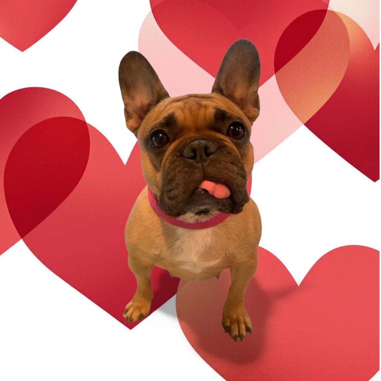 Ophelia, an adopted mixed breed in Warrenville, IL image 2/6