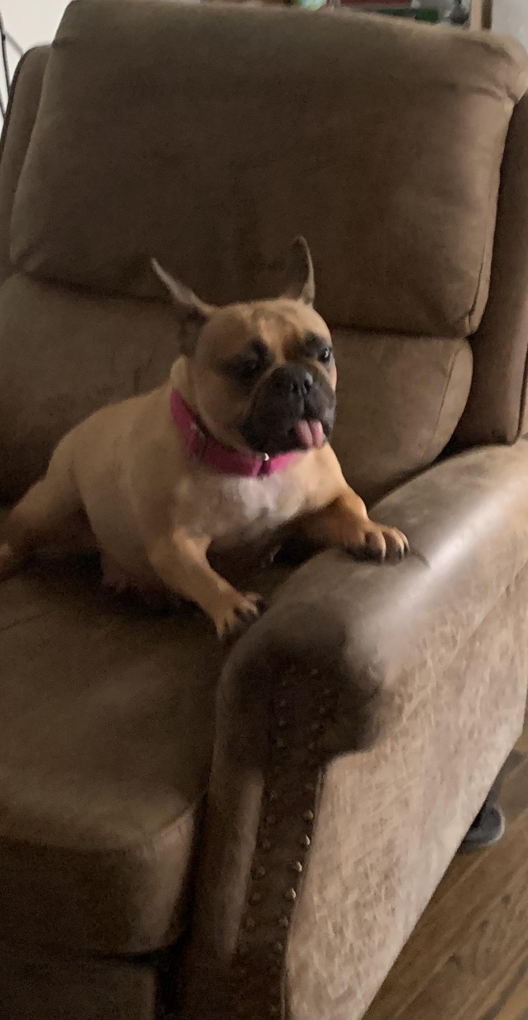 Ophelia, an adopted mixed breed in Warrenville, IL image 3/6