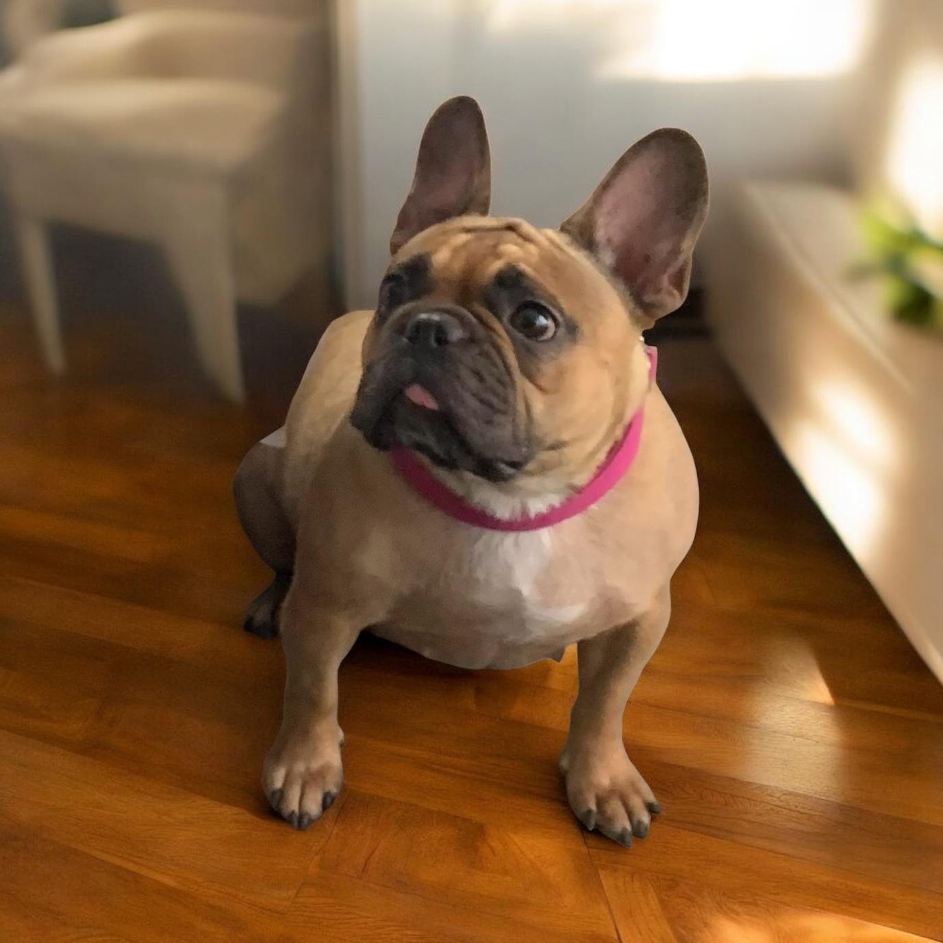 Ophelia, an adopted mixed breed in Warrenville, IL image 4/6